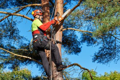 Skilled Arborists