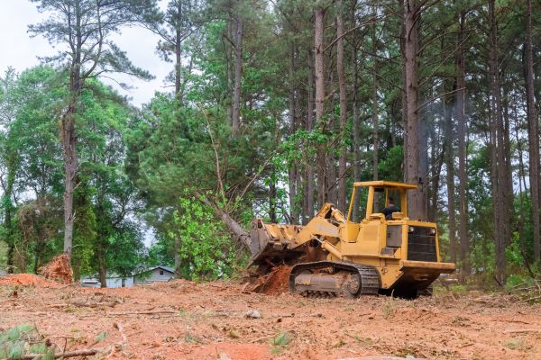Cost of Trees Clearing in Acworth
